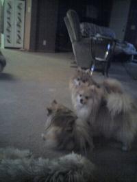 <img200*0:stuff/z/153213/Stephen%2527s%2520Dog%2520Pictures/Nikki%20%26%20Chester%20%26%20George%20%26%20Teddy%20Bear%20%282%29%20%2811-28-09%29.jpg>