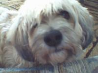 <img200*0:stuff/z/153213/Stephen%2527s%2520Dog%2520Pictures/Nikki%20%2706.jpg>