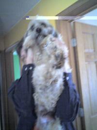 <img200*0:stuff/z/153213/Stephen%2527s%2520Dog%2520Pictures/Nikki%2003-31-10%20%281%29.jpg>