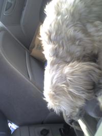 <img200*0:stuff/z/153213/Stephen%2527s%2520Dog%2520Pictures/Nikki%2003-31-10%20%2810%29.jpg>