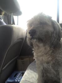 <img200*0:stuff/z/153213/Stephen%2527s%2520Dog%2520Pictures/Nikki%2003-31-10%20%2811%29.jpg>