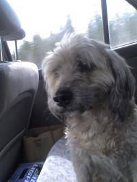 <img200*0:stuff/z/153213/Stephen%2527s%2520Dog%2520Pictures/Nikki%2003-31-10%20%2812%29.jpg>