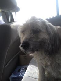 <img200*0:stuff/z/153213/Stephen%2527s%2520Dog%2520Pictures/Nikki%2003-31-10%20%2813%29.jpg>