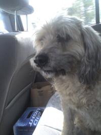 <img200*0:stuff/z/153213/Stephen%2527s%2520Dog%2520Pictures/Nikki%2003-31-10%20%2814%29.jpg>