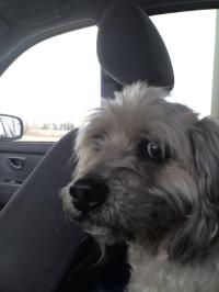 <img200*0:stuff/z/153213/Stephen%2527s%2520Dog%2520Pictures/Nikki%2003-31-10%20%282%29.jpg>