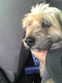 <img200*0:stuff/z/153213/Stephen%2527s%2520Dog%2520Pictures/Nikki%2003-31-10%20%283%29.jpg>