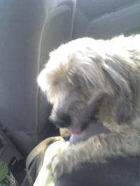 <img200*0:stuff/z/153213/Stephen%2527s%2520Dog%2520Pictures/Nikki%2003-31-10%20%284%29.jpg>