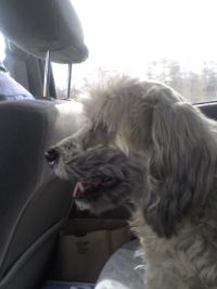 <img200*0:stuff/z/153213/Stephen%2527s%2520Dog%2520Pictures/Nikki%2003-31-10%20%285%29.jpg>