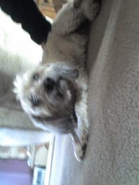 <img200*0:stuff/z/153213/Stephen%2527s%2520Dog%2520Pictures/Nikki%2003-31-10%20%286%29.jpg>