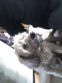 <img200*0:stuff/z/153213/Stephen%2527s%2520Dog%2520Pictures/Nikki%2003-31-10%20%287%29.jpg>