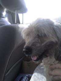 <img200*0:stuff/z/153213/Stephen%2527s%2520Dog%2520Pictures/Nikki%2003-31-10%20%288%29.jpg>