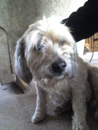 <img200*0:stuff/z/153213/Stephen%2527s%2520Dog%2520Pictures/Nikki%2003-31-10%20%289%29.jpg>