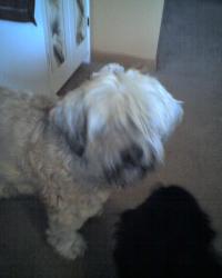 <img200*0:stuff/z/153213/Stephen%2527s%2520Dog%2520Pictures/Nikki%2008-12-09.jpg>