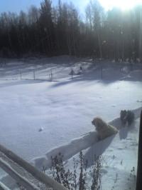 <img200*0:stuff/z/153213/Stephen%2527s%2520Dog%2520Pictures/Nikki%20and%20Patsy%20Cline%20%2812-11-09%29.jpg>