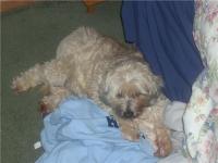 <img200*0:stuff/z/153213/Stephen%2527s%2520Dog%2520Pictures/Nikki.jpg>