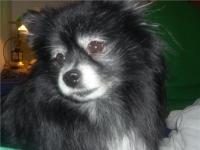 <img200*0:stuff/z/153213/Stephen%2527s%2520Dog%2520Pictures/Patsy%20Cline%20%282%29.jpg>
