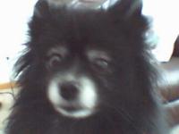 <img200*0:stuff/z/153213/Stephen%2527s%2520Dog%2520Pictures/Patsy%20Cline.jpg>