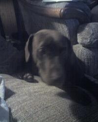 <img200*0:stuff/z/153213/Stephen%2527s%2520Dog%2520Pictures/Reese%20%2808-20-09%29.jpg>