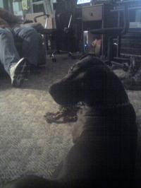<img200*0:stuff/z/153213/Stephen%2527s%2520Dog%2520Pictures/Reese%20%282%29%20%2803-04-10%29.jpg>