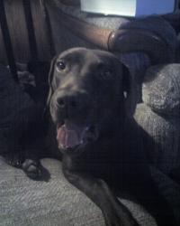 <img200*0:stuff/z/153213/Stephen%2527s%2520Dog%2520Pictures/Reese%20%282%29%20%2808-20-09%29.jpg>
