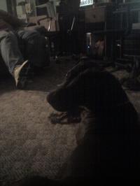 <img200*0:stuff/z/153213/Stephen%2527s%2520Dog%2520Pictures/Reese%20%283%29%2803-04-10%29.jpg>
