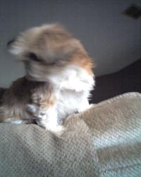 <img200*0:stuff/z/153213/Stephen%2527s%2520Dog%2520Pictures/Sunni%20Su%20%2808-12-09%29.jpg>