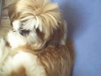 <img200*0:stuff/z/153213/Stephen%2527s%2520Dog%2520Pictures/Sunni%20Su%20%282%29.jpg>
