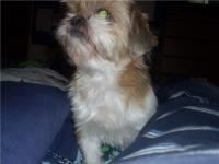 <img200*0:stuff/z/153213/Stephen%2527s%2520Dog%2520Pictures/Sunni%20Su.jpg>