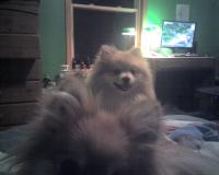 <img200*0:stuff/z/153213/Stephen%2527s%2520Dog%2520Pictures/Sydney%20%26%20George%20%2809-08-09%29.jpg>
