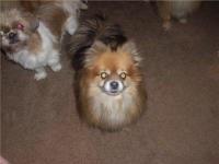 <img200*0:stuff/z/153213/Stephen%2527s%2520Dog%2520Pictures/Sydney%20%26%20Sunni%20Su.jpg>