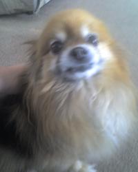 <img200*0:stuff/z/153213/Stephen%2527s%2520Dog%2520Pictures/Sydney%20%2801-29-09%29.jpg>