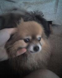 <img200*0:stuff/z/153213/Stephen%2527s%2520Dog%2520Pictures/Sydney%20%2808-12-09%29.jpg>