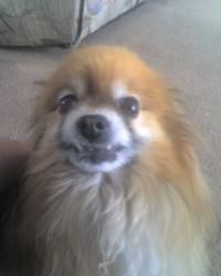 <img200*0:stuff/z/153213/Stephen%2527s%2520Dog%2520Pictures/Sydney%20%282%29%20%2801-29-09%29.jpg>