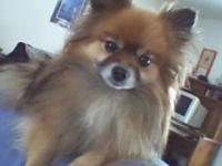 <img200*0:stuff/z/153213/Stephen%2527s%2520Dog%2520Pictures/Sydney%20%282%29.jpg>