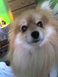 <img200*0:stuff/z/153213/Stephen%2527s%2520Dog%2520Pictures/Teddy%20Bear%20%2802-17-10%29.jpg>