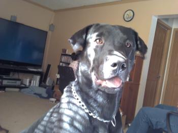 <img350*0:stuff/z/153213/Stephen%2527s%2520Phone%2520Pictures/2011-04-30_10-29-13_995.jpg>