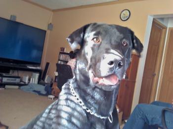 <img350*0:stuff/z/153213/Stephen%2527s%2520Phone%2520Pictures/2011-04-30_10-29-13_995_KPT.jpg>