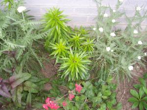 <img300*0:stuff/z/15695/Yuriona%2520Stock%2520Set%25202/Garden%20001.jpg>
