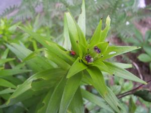 <img300*0:stuff/z/15695/Yuriona%2520Stock%2520Set%25202/Garden%20003.jpg>