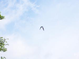 <img300*0:stuff/z/15695/Yuriona%2520Stock%2520Set%25202/Stock%20042.jpg>