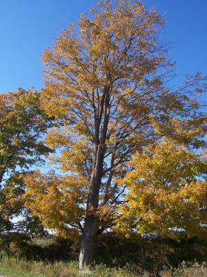 <img300*0:stuff/z/15695/Yuriona%2520Stock%2520Set%25203/October2008%20076.jpg>