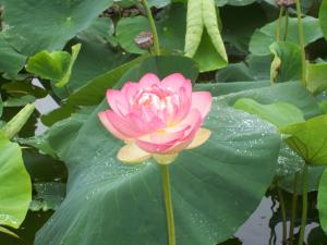 <img300*0:stuff/z/15695/Yuriona%2520Stock%2520Set%25203/Summers_End%20027.jpg>