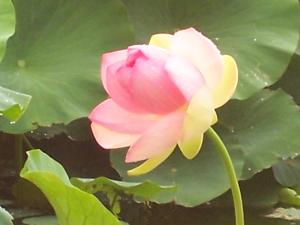 <img300*0:stuff/z/15695/Yuriona%2520Stock%2520Set%25203/Summers_End%20031.jpg>