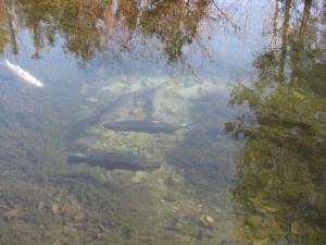 <img300*0:stuff/z/15695/Yuriona%2527s%2520Water%2520References/Family%20Day%202009%20036.jpg>