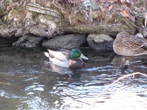 <img300*0:stuff/z/15695/Yuriona%2527s%2520Water%2520References/Family%20Day%202009%20046.jpg>