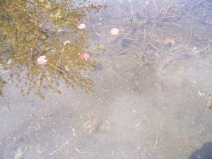 <img300*0:stuff/z/15695/Yuriona%2527s%2520Water%2520References/May2008%20065.jpg>
