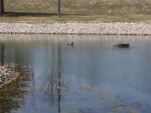 <img300*0:stuff/z/15695/Yuriona%2527s%2520Water%2520References/Tree%20Planting%20036.jpg>