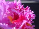 <img0*100:stuff/z/166146/Cia%2527s%2520Stock%2520Pictures/Cia%20stock%20Photos%20(39).JPG>