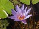 <img0*100:stuff/z/166146/Cia%2527s%2520Stock%2520Pictures/Cia%20stock%20Photos%20(42).JPG>