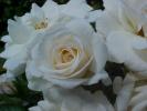 <img0*100:stuff/z/166146/Cia%2527s%2520Stock%2520Pictures/Cia%20stock%20Photos%20(49).JPG>